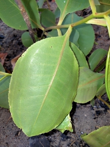 Planchonia careya (Cocky Apple) — photo