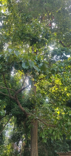 Planchonia valida (Putat tree) — photo