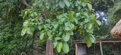 Planchonia valida (Putat tree) — photo