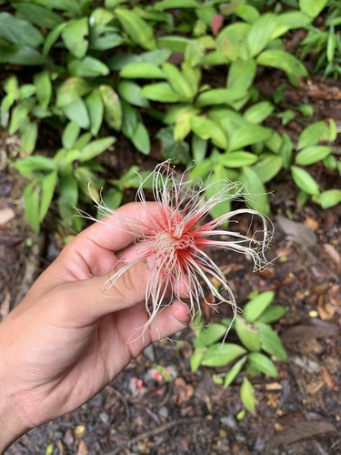 Planchonia valida