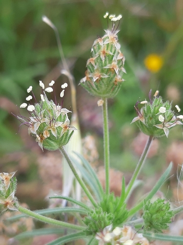 Plantago afra (Psyllium) — photo