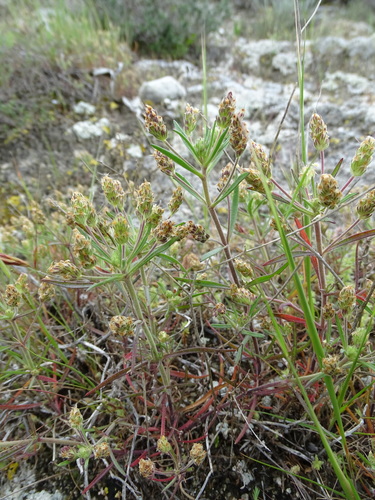 Plantago afra (Psyllium) — photo