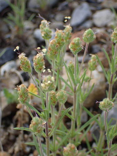 Psyllium