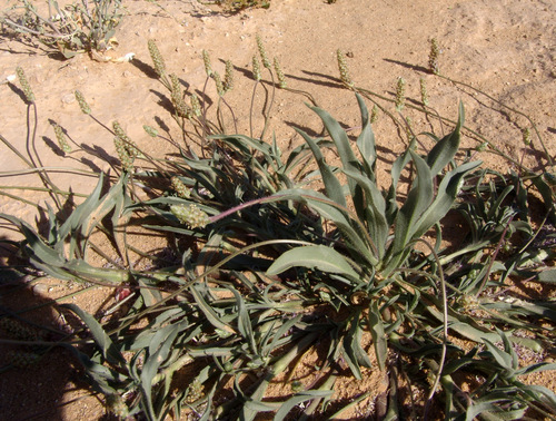 Plantago amplexicaulis (Ispaghul) — photo