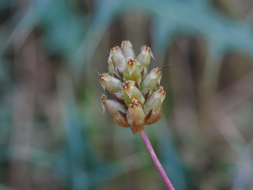 Plantago amplexicaulis (Ispaghul) — photo