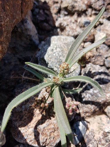 Plantago amplexicaulis