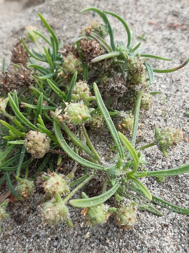 Plantago arenaria (French psyllium) — photo