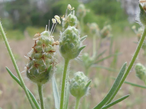 Plantago arenaria