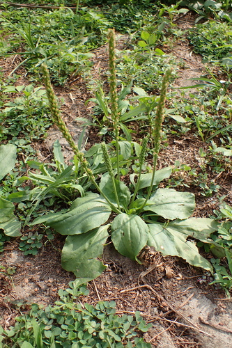 Plantago asiatica (Chinese plantain) — photo