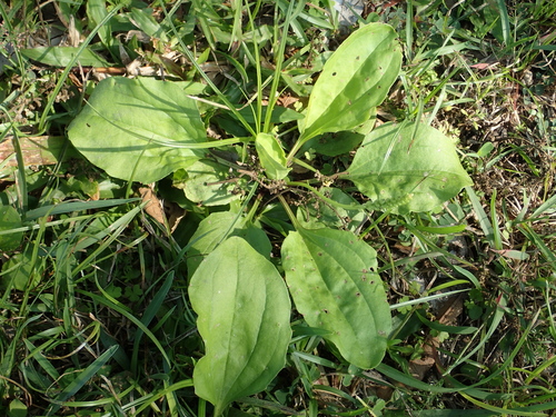 Plantago asiatica (Chinese plantain) — photo