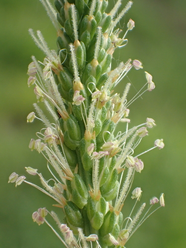 Plantago asiatica