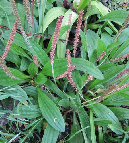 Plantago australis (Mexican plantain) — photo