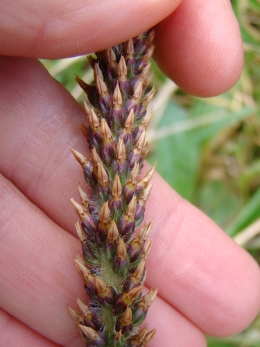 Plantago australis (Mexican plantain) — photo