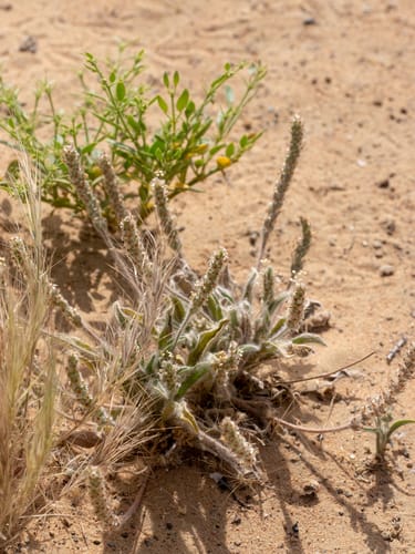 Plantago boissieri — photo