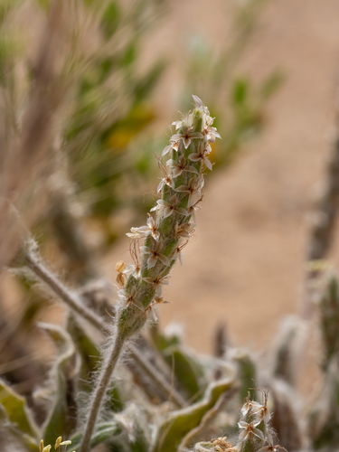 Plantago boissieri
