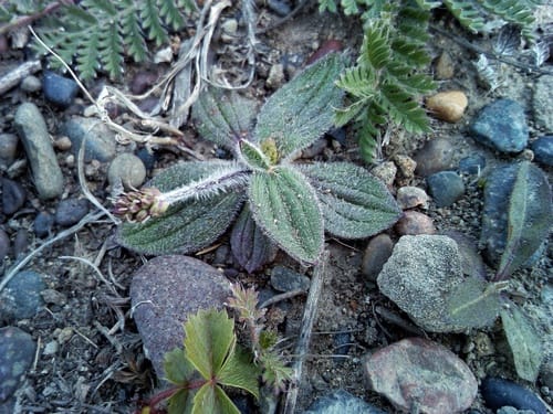 Plantago camtschatica — photo