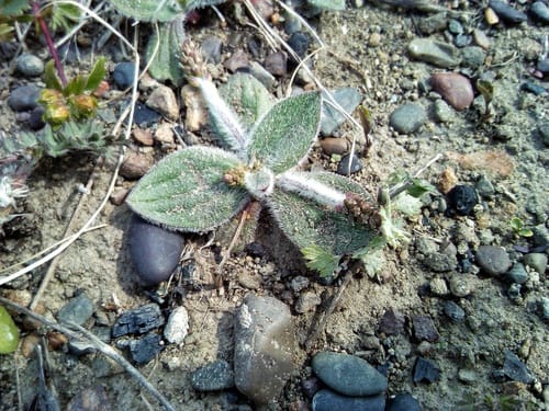 Plantago camtschatica — photo
