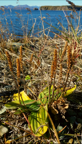 Plantago camtschatica