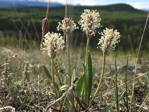Plantago canescens — photo