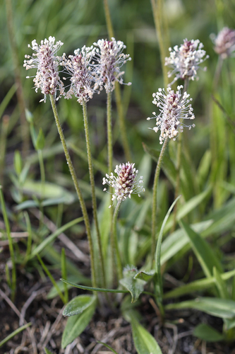 Plantago canescens