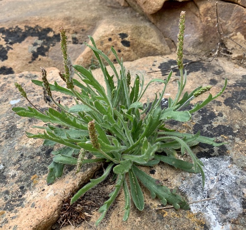 Plantago coronopus (Buck's-horn plantain) — photo