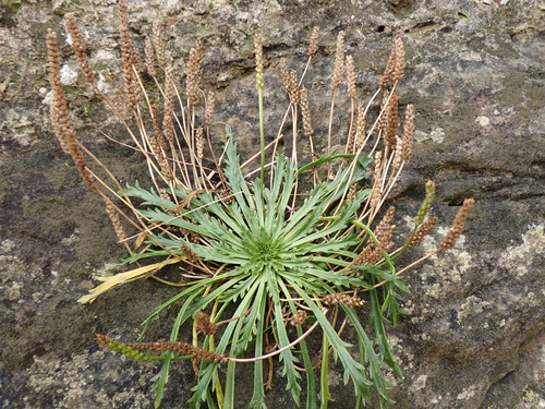 Plantago coronopus (Buck's-horn plantain) — photo