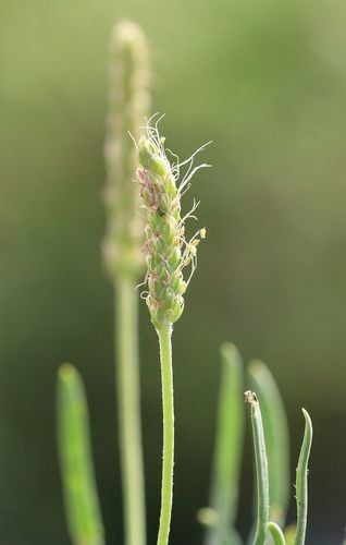 Plantago coronopus