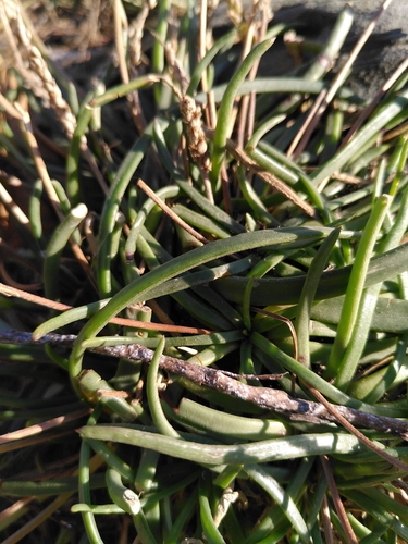 Plantago crassifolia — photo