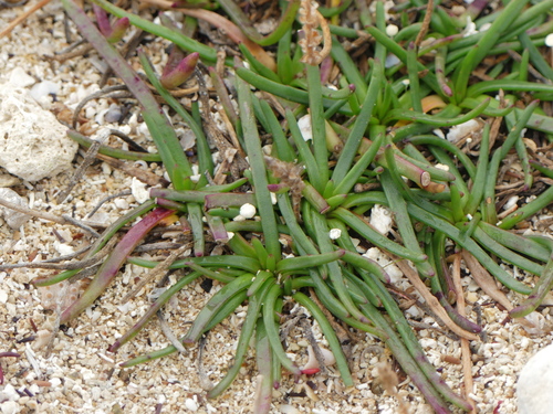Plantago crassifolia — photo