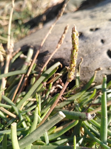 Plantago crassifolia