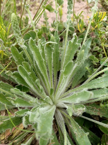 Plantago cunninghamii (Sago-weed) — photo