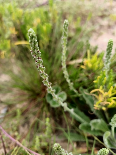 Plantago cunninghamii (Sago-weed) — photo