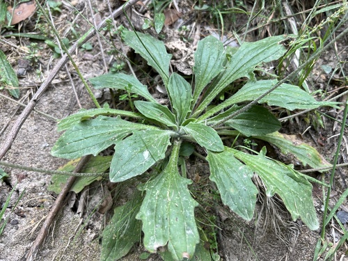 Plantago debilis (Shade plantain) — photo