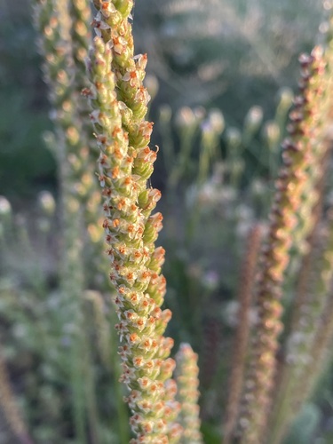 Plantago debilis (Shade plantain) — photo