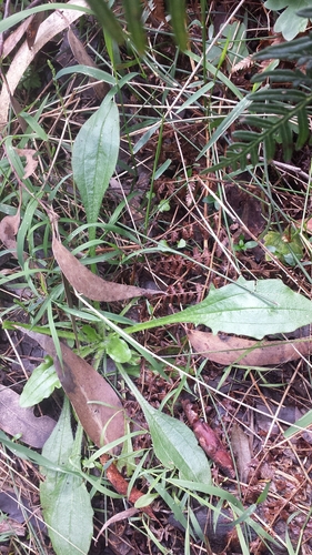 Plantago debilis