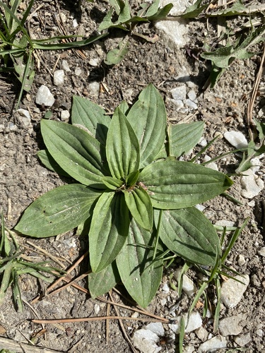 Plantago depressa — photo