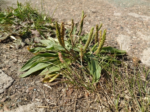 Plantago depressa — photo
