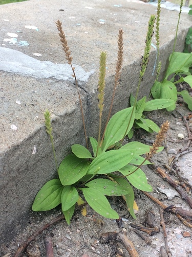 Plantago depressa