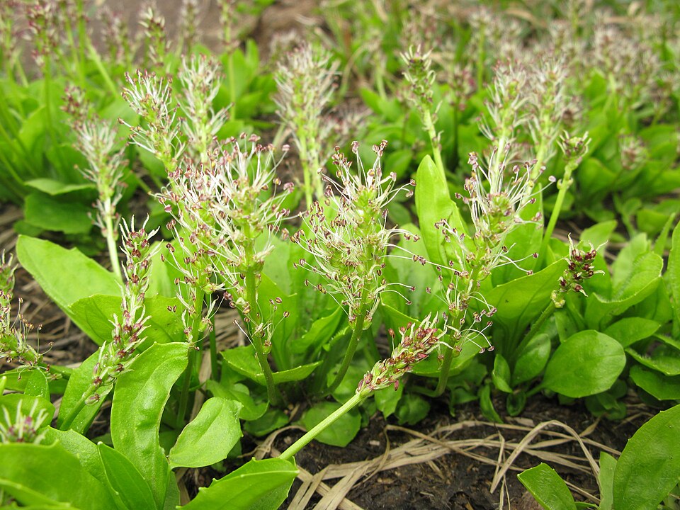 Plantago hakusanensis — photo