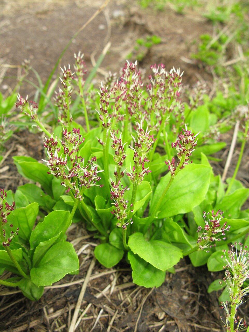 Plantago hakusanensis