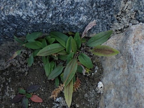 Plantago himalaica — photo