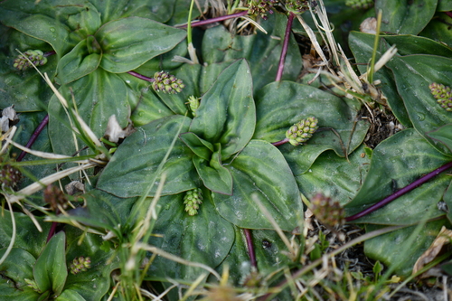 Plantago himalaica