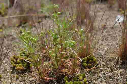 Plantago indica — photo