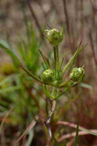 Plantago indica