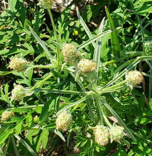 Plantago indica — photo