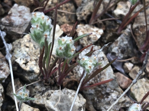 Plantago insularis (Indian wheat) — photo