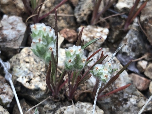 Plantago insularis (Indian wheat) — photo