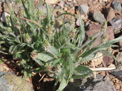 Plantago insularis