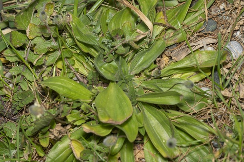 Plantago lagopus (Hare's foot plantain) — photo