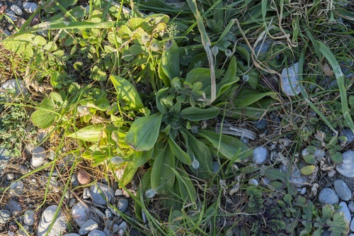 Plantago lagopus (Hare's foot plantain) — photo